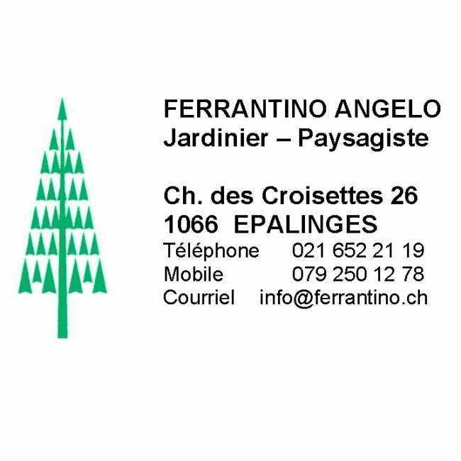 Ferrantino Angiolino